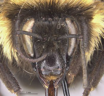 Media type: image;   Entomology 15282 Aspect: hefa